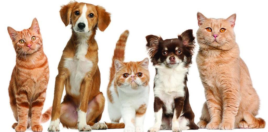 Доска объявлений о животных | ЗооТом - продажа, вязка и услуги для животных в Онеге
