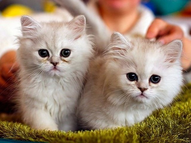 Породы кошек в Онеге | ЗооТом портал о животных