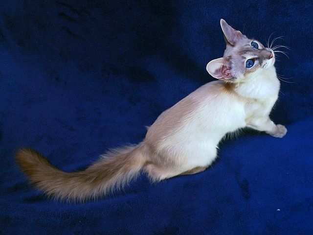 Выведенные породы кошек в Онеге | ЗооТом портал о животных