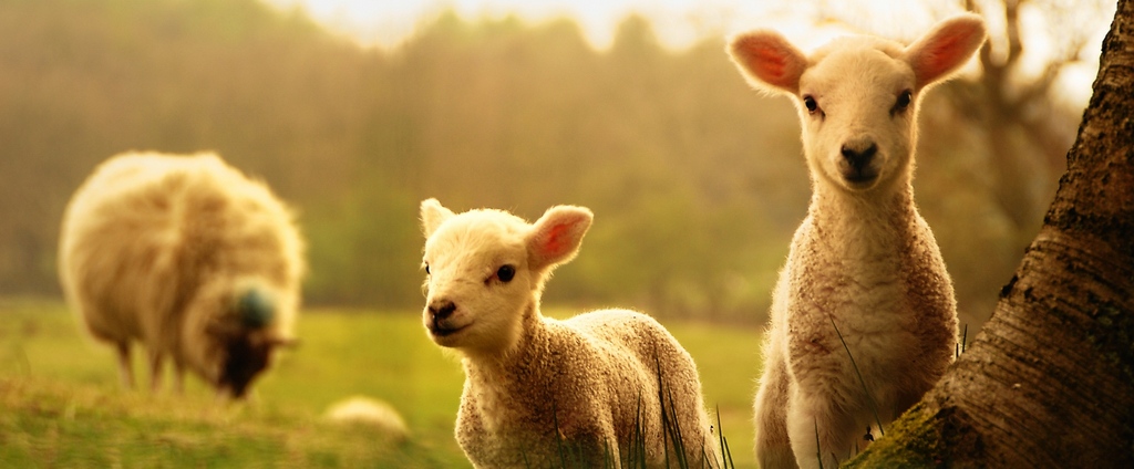 Объявления о сельскохозяйственных животных | ЗооТом - продажа, вязка и услуги для животных в Онеге