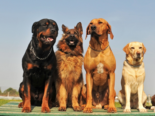 Крупные породы собак в Онеге | ЗооТом портал о животных