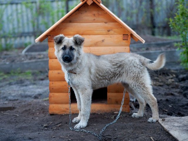 Все о собаках в Онеге Все о собаках в Онеге